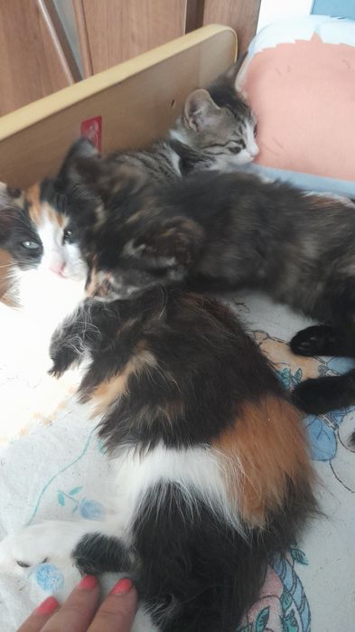 Добри котета от София