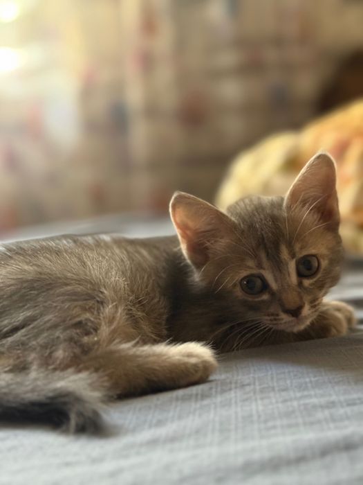 Отдам котенка девочку.В Добрые руки
