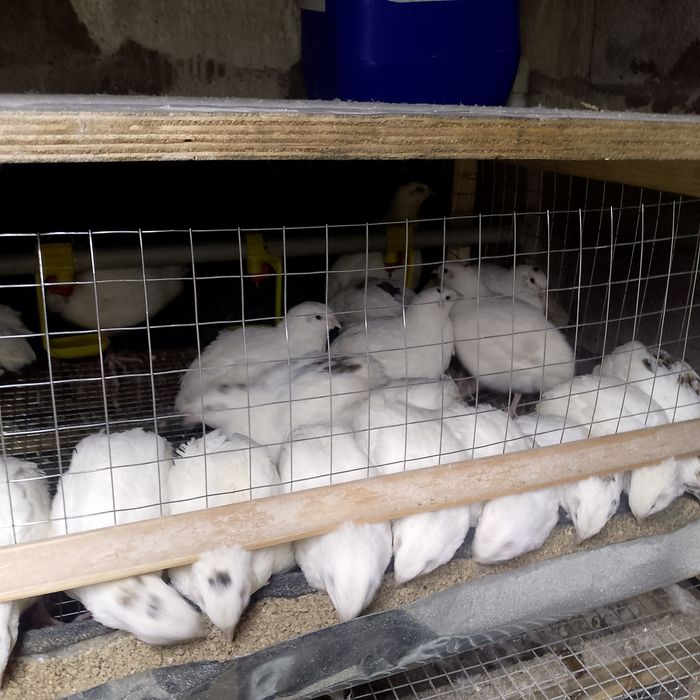 Клетка для перепелов