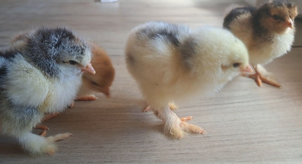 Puisori brahma de vanzare