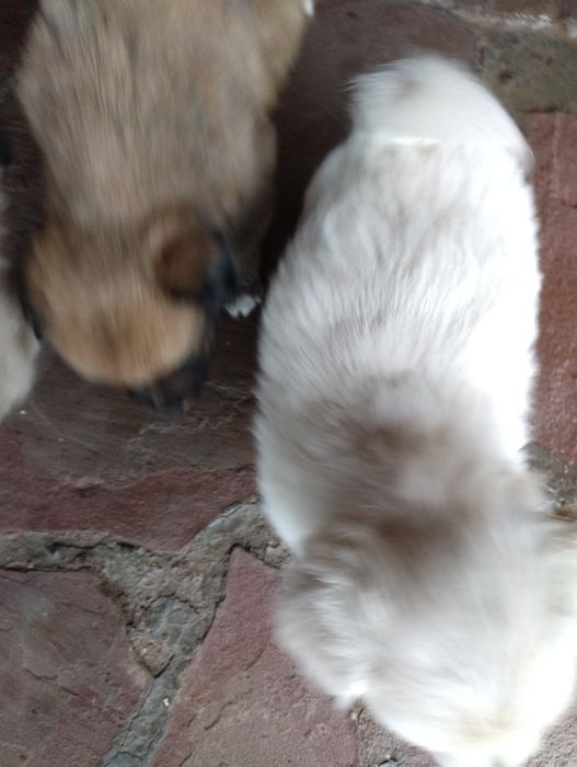 Щенки звонок месечные