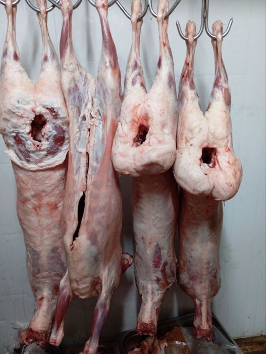 Qoylar sotiladi 25 kg dan 70 kggacan