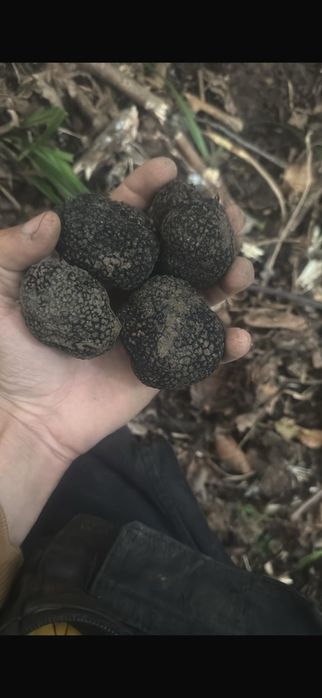 Trufe de munte de vânzare