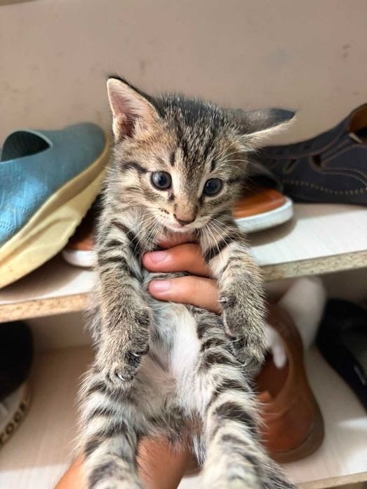 Котята 2 месячные