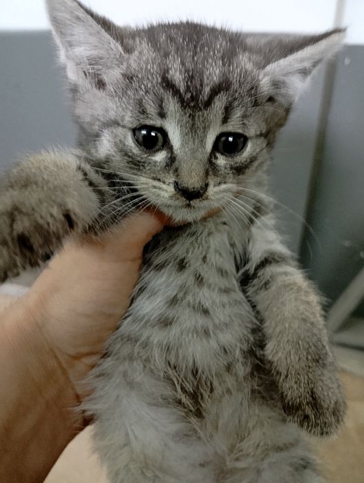 Спасите Камчатку