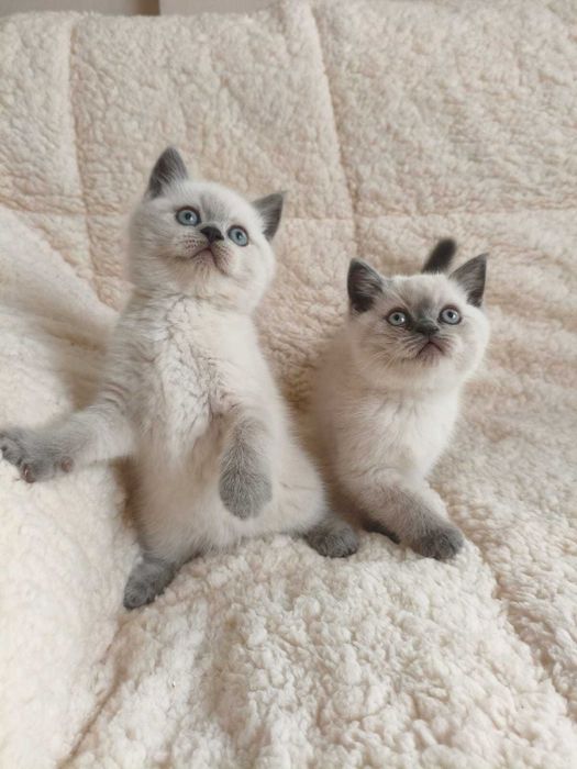 Британски късокосместа и шотлански клепоухи