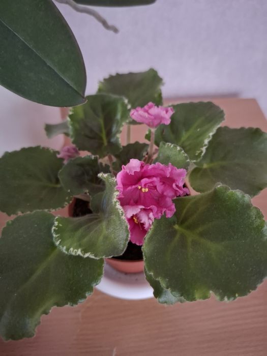 Фиалки,продаю листочки