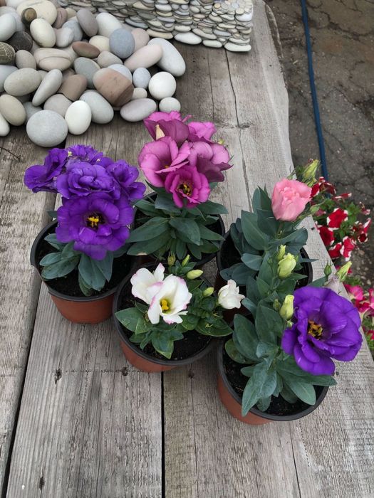 Саженцы эустомы , ирланская роза