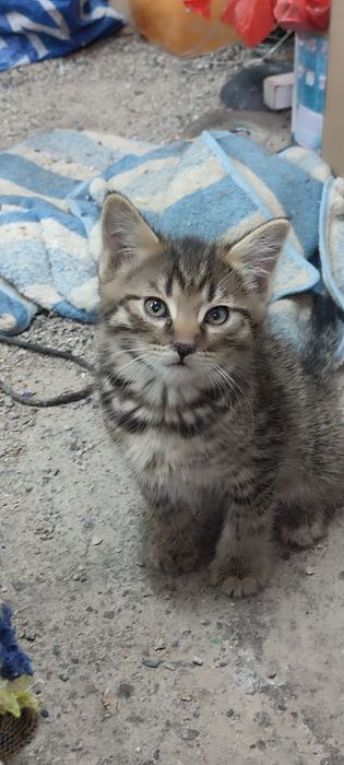 Отдам котят в хорошие руки