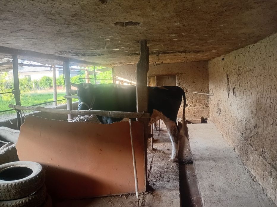 Продам  быка хорошего