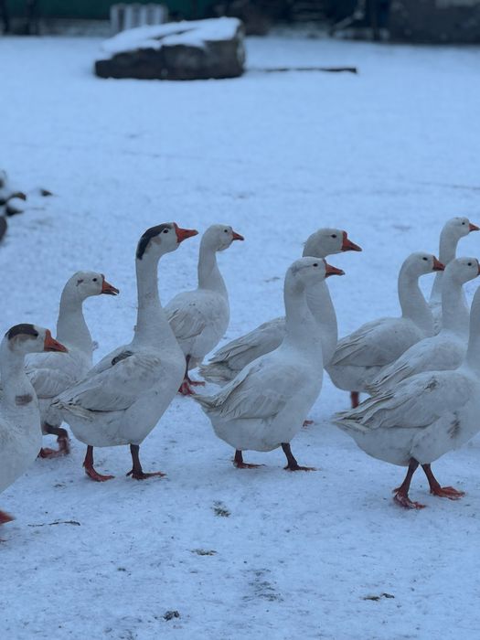 Gâște si Curci de vanzare