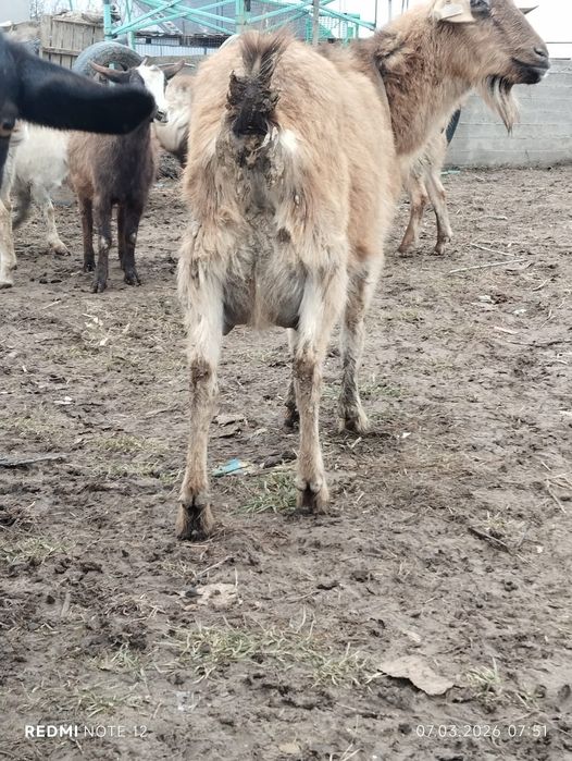 Козы зааининские  первородки