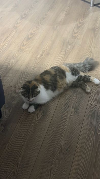 Подарявам котка женска