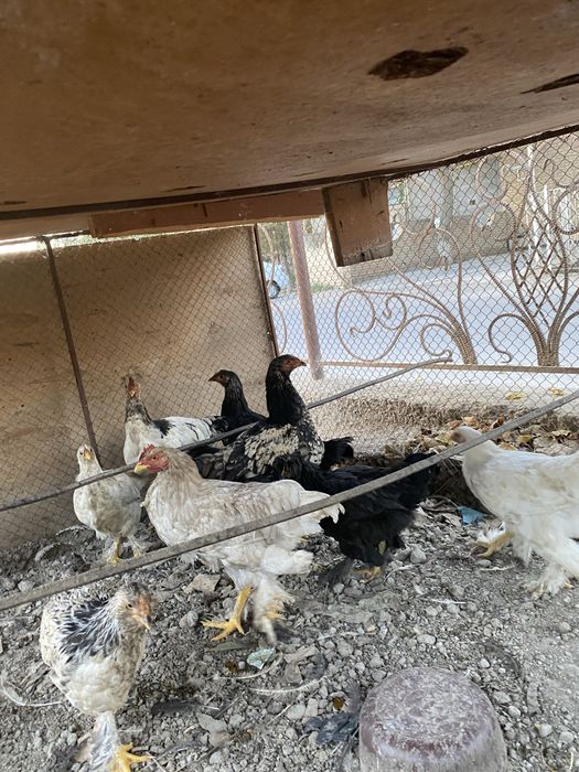 Brama. Jojalar sotiladi