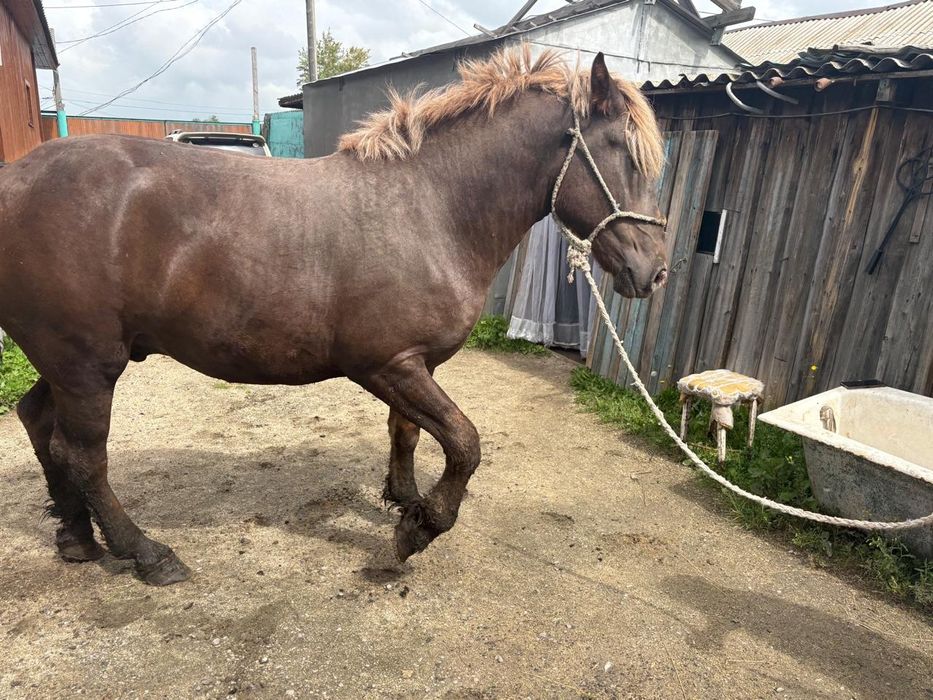 Жеребец тяжеловоз лошадь