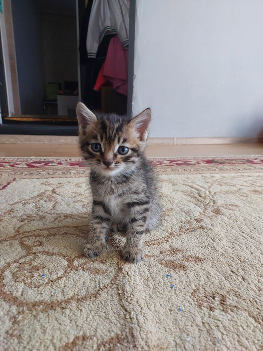 Отдам котят в добрые руки