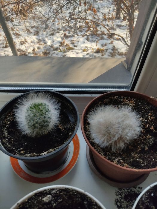 Домашние цветы комнатные