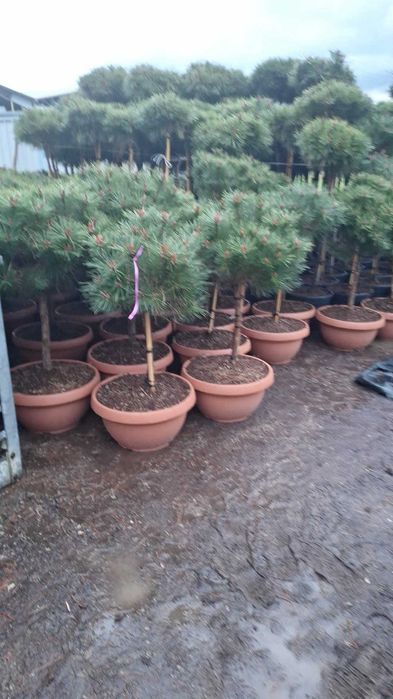 Oază de Relaxare la tine Acasă - Plante Decorative și Montaj Gazon