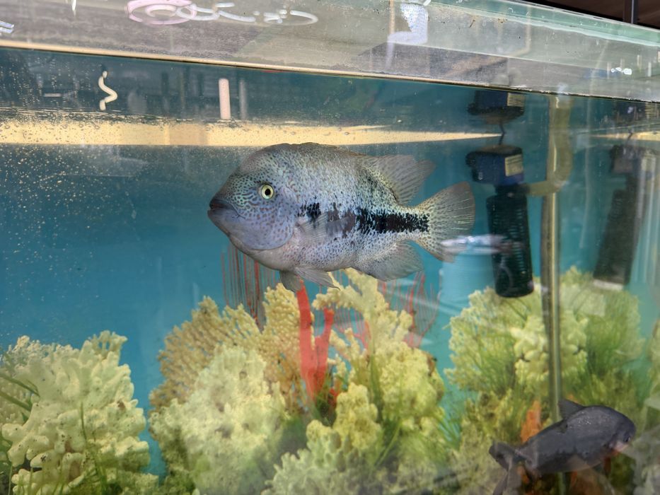 Аквариум большой с тумбой