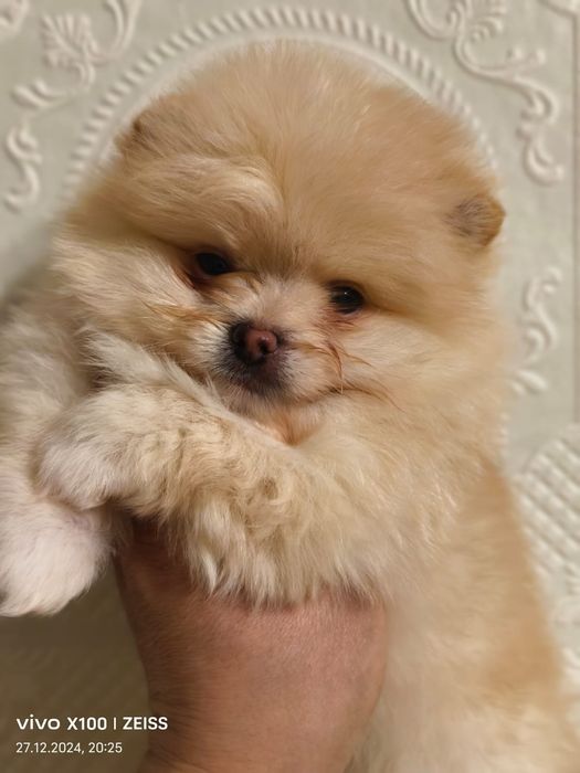 Продам щенков породы шпиц