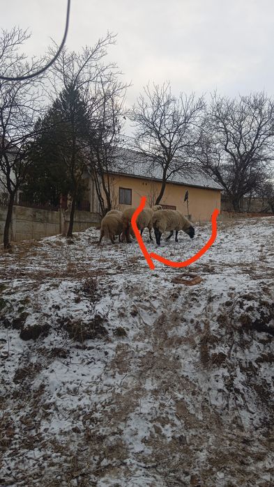 Vand mieluta este marlita prin februarie ar trebui sa fete sau schimb