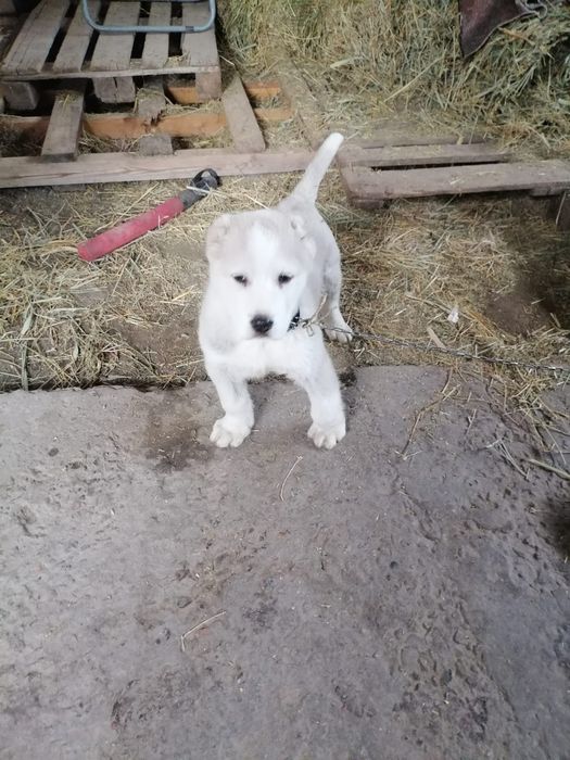 Продам щенка Алабая