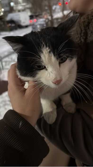 Кот в добрые руки