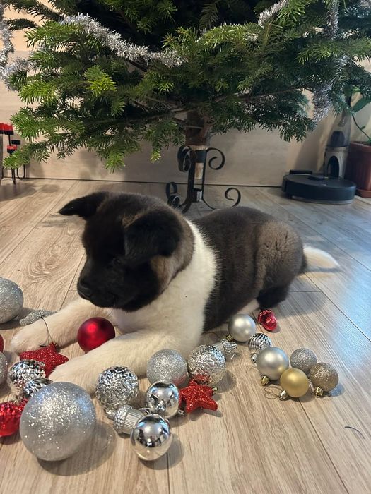 Vand pui Akita American cu pedigree