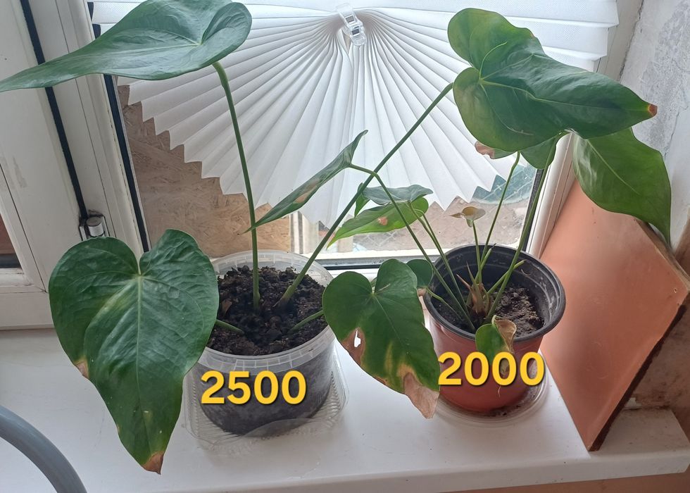 Мужское счастье (Антириум)