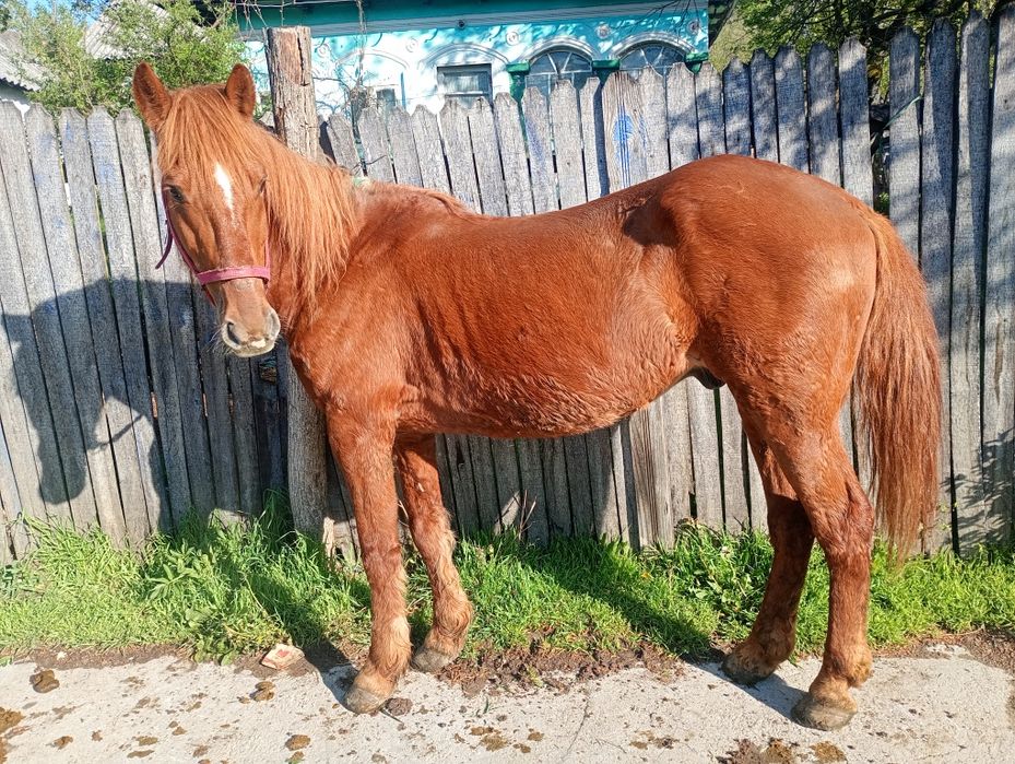 Se vinde cal castrat  de 7 ani cuminte accept orice proba