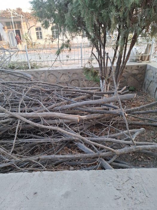 В Кагане продаются Дрова