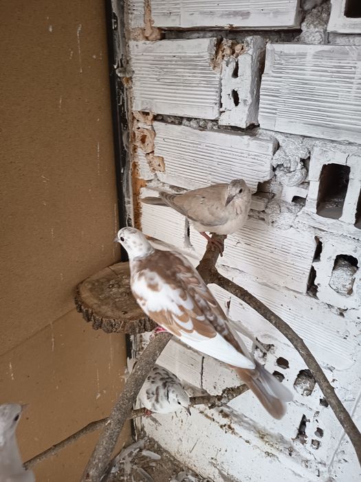 Гугутки смехурки