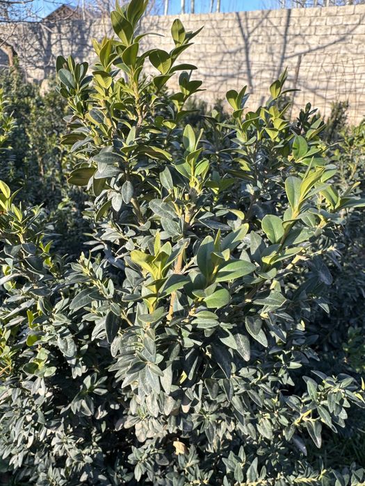 Shamshod koʻchatlari 5 yillik