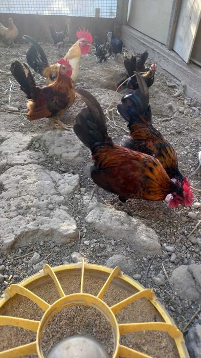 Продам декоративных курей