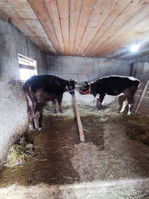 De vanzare doua junici de prasila sau de abator preț informativ 11000r