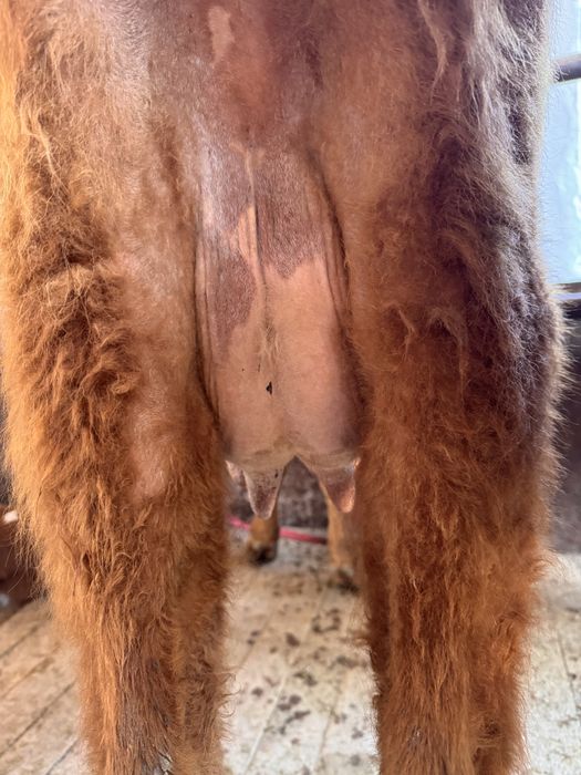 Қызыл Қашар сауынды бұзаулы