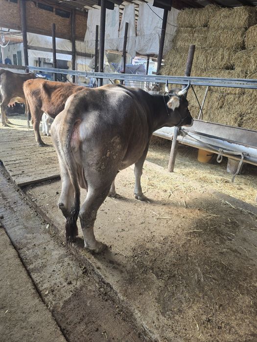 Буаз сиыр сатылады