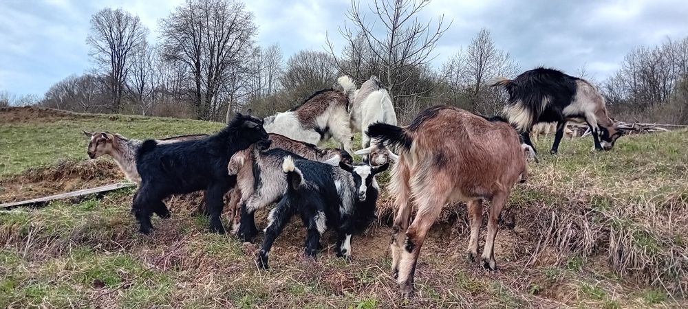 Căprițe și ieduțe de vânzare