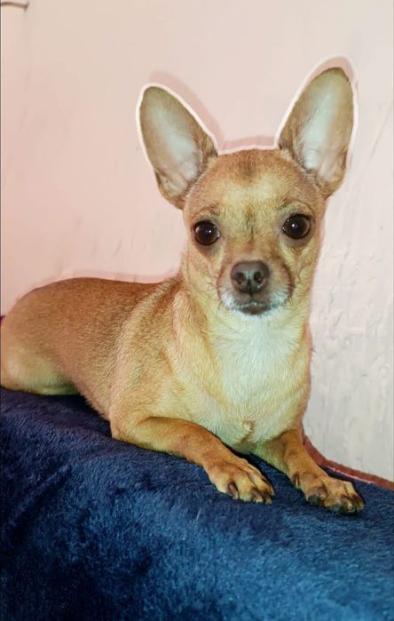 Мини щенок чихуахуа