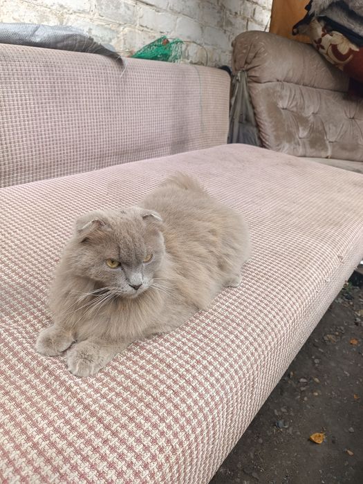 Кот кто потерял район западный