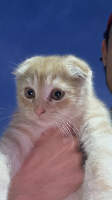 Scottish fold orginal