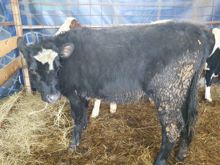 Vitei si vitele  de vanzare