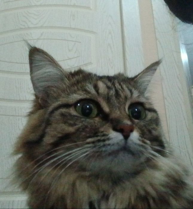 Mushk sotiladi soglom aqily  domda bolaligidan boqilgan toza