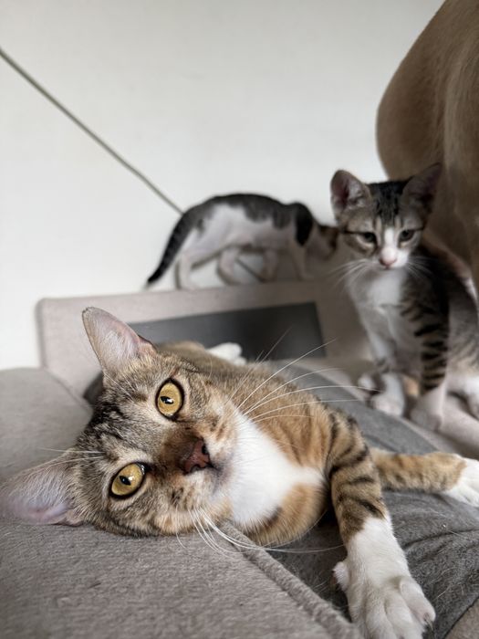 Pui de pisicuta pentru adoptie