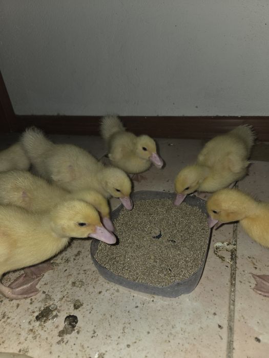 Продаются индоутята