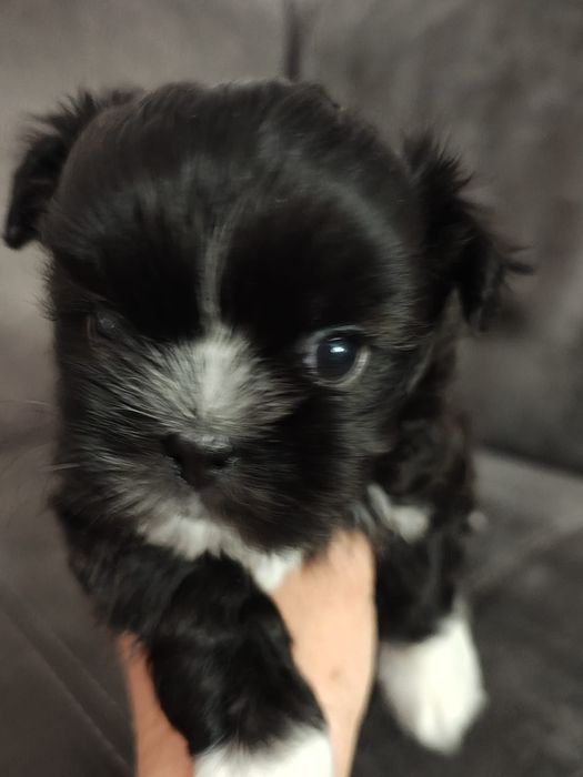 Vând cățel Shih Tzu