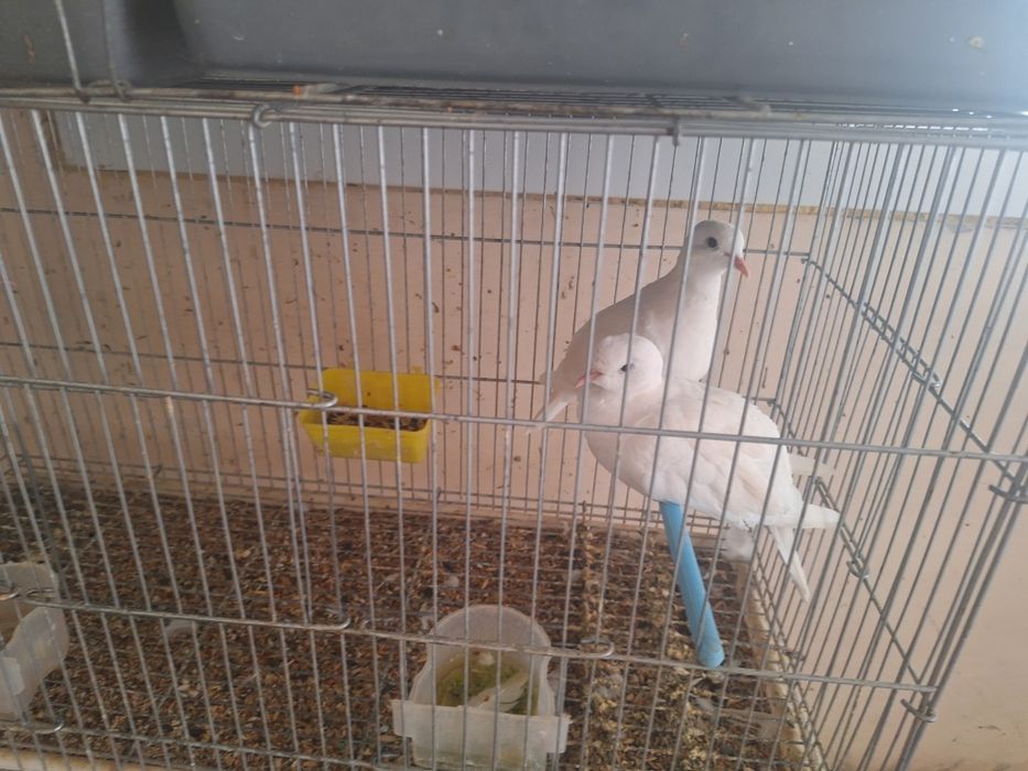 Смеющие горлицы белые