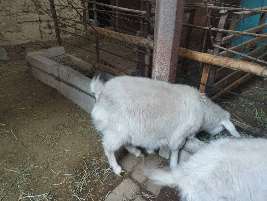 Заанен ешкілері лақтарымен