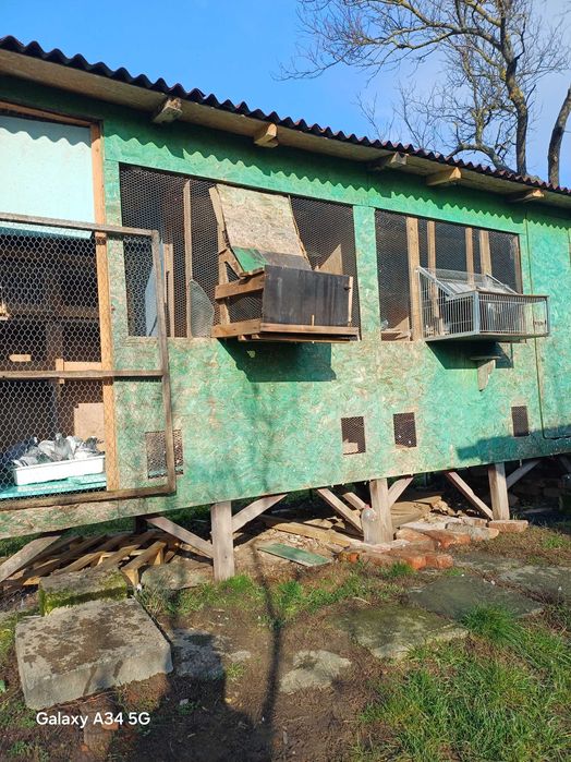 Porumbei de vânzare