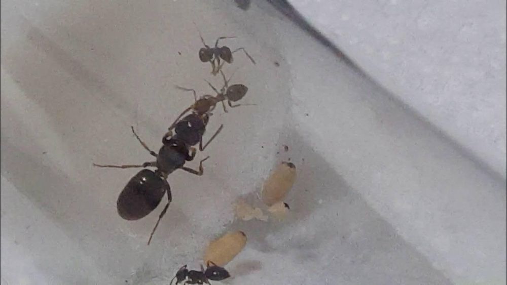 Муравьи Lasius Alienus